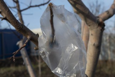 Elma ağacının dalına yeni bir aşı yapılmış ve nakle kadar plastik torbayla kapatılmış.. 