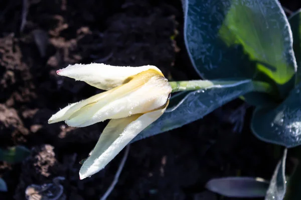 Die Blühende Gelbe Tulpe Litt Unter Nächtlichem Frühlingsfrost — Stockfoto