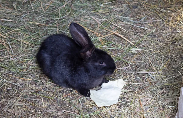 キャベツの葉の近くに小さな黒いふわふわのウサギが座っています — ストック写真