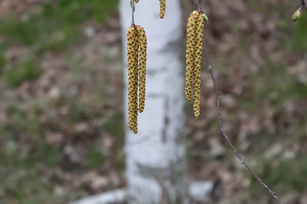 Background White Trunk Birch Branch Flowering Earrings — Stock Photo, Image
