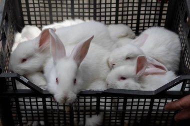 Plastik bir kutuda birkaç küçük beyaz tavşan oturuyor.. 