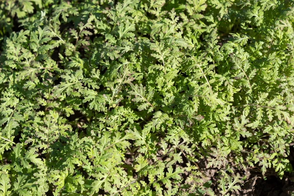 Estiércol Verde Phacelia Cultivó Primavera Para Mejorar Composición Del Suelo — Foto de Stock