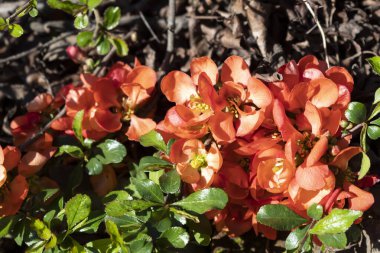 Chaenomeles 'in parlak kırmızı çiçekleri ilkbaharda çalılıklarda çiçek açtı.. 