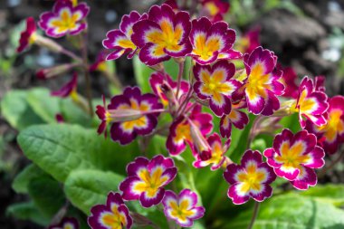 In the spring, a beautiful, bright primrose bloomed in the garden. 