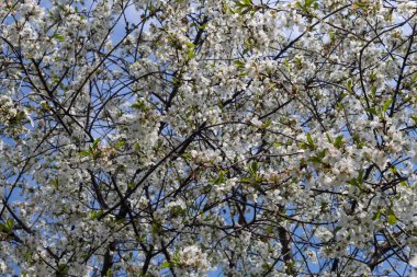 Abundantly blooming cherry tree in spring against the blue sky. 
