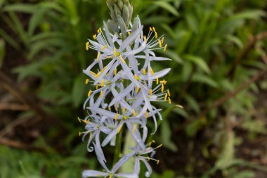 Blue graceful flowers bloomed in the garden of Camassia. 