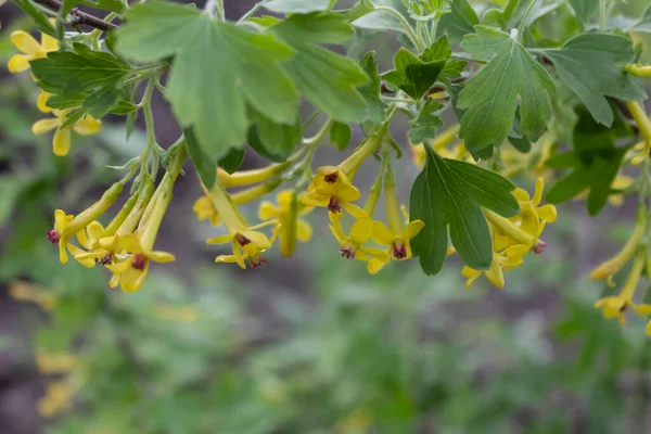 黄色の花を咲かせる黄金のスグリ ラテン リブス オリュウム — ストック写真