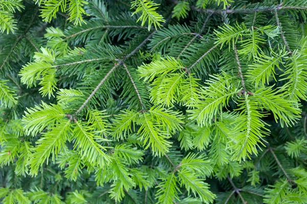 สาขาของ Yew เบอร งเร จะเต บโตในฤด ใบไม — ภาพถ่ายสต็อก