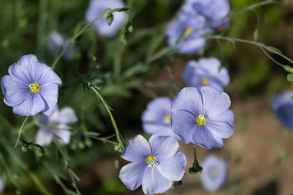 Die Schönen Blauen Blüten Des Heilflachs Blühten — Stockfoto