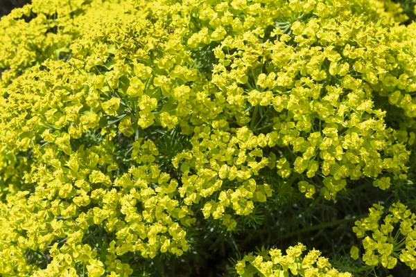 黄色のユーフラビアの庭で深く咲く装飾的な鎧 — ストック写真