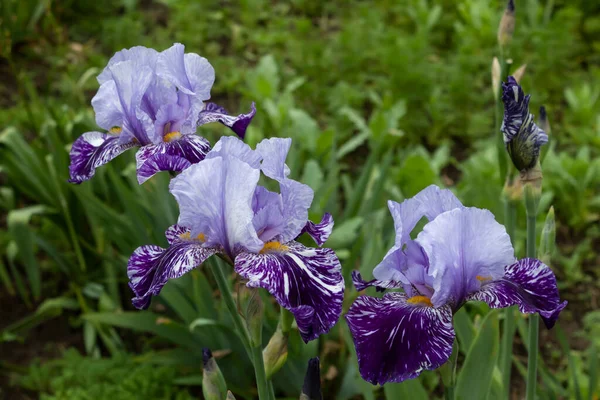 Die Schöne Zweifarbige Bunte Iris Blüht — Stockfoto