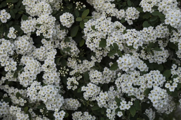 Közelkép Spirea Bokor Virágzik Bőségesen Fehér Virágok — Stock Fotó