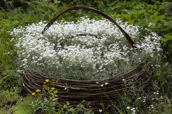 Garten Gibt Einen Dekorativen Weidenkorb Mit Blühenden Weißen Blumen — Stockfoto