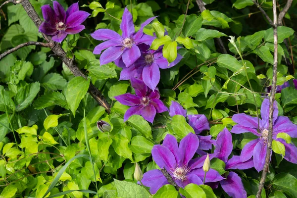 Eine Schöne Lila Klematis Blühte Sommergarten — Stockfoto