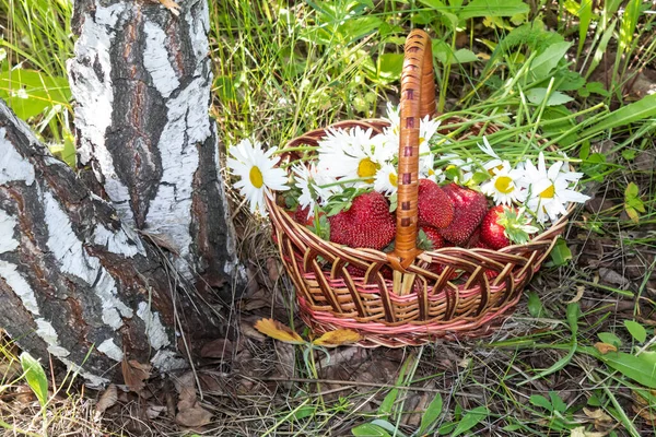 在白桦树旁的草地上 有一个篮子 上面有成熟的草莓和洋甘菊 — 图库照片