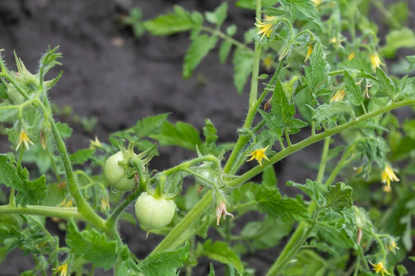 Tomatbuske Med Gula Blommor Och Grön Äggstockstomat Regndroppar — Stockfoto