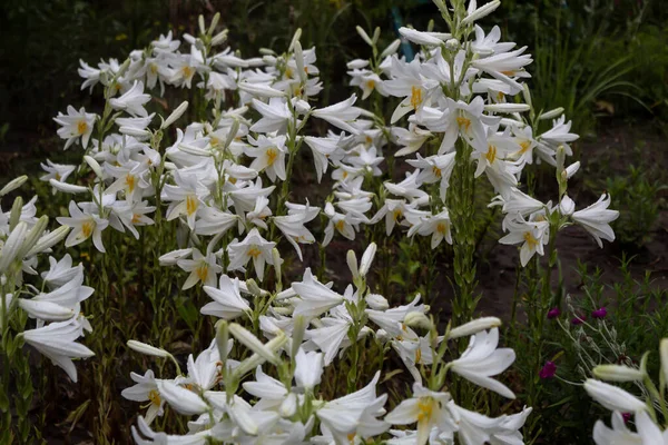 Blommande Vita Liljor Kallas Candidum Trädgården Regndroppar — Stockfoto