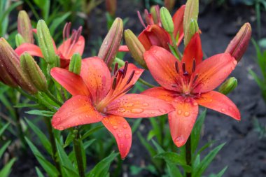 Yağmur damlalarında açan güzel kırmızı zambaklar yaz bahçesini süslüyor..