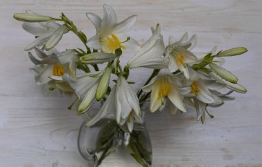 Beyaz arka planda güzel bir buket kar beyazı Llium Canddum.