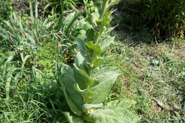 Yumuşak keçeli yapraklarla tıpta kullanılan bir bitki olan mullein veya ayı kulağı (lat.Verbascum thapsus)).