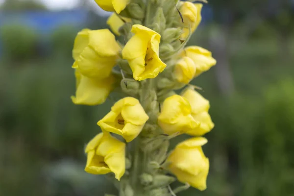 接近中だ 柔らかい感じの葉とムレインまたはクマの耳と呼ばれる黄色の花を持つ医学で使用される植物 — ストック写真