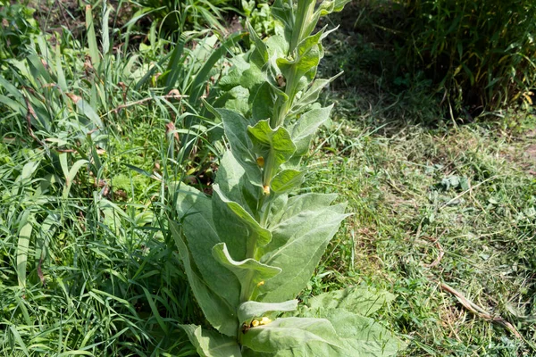 Ένα Φυτό Που Χρησιμοποιείται Στην Ιατρική Μαλακά Φύλλα Τσόχας Που — Φωτογραφία Αρχείου