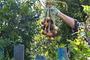 Çitin arkasında, bir kadının eli soğan topluyor, hasatını gösteriyor..
