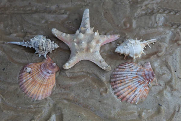 Una Estrella Mar Cuatro Conchas Encuentran Arena Mojada —  Fotos de Stock