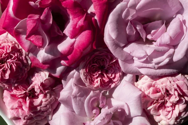 Hintergrund Textur Schöne Rosa Und Lila Rosen Schaffen Eine Festliche — Stockfoto