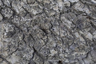 Yakın plan. Arka plan, doku. Yaşlı bir elma ağacının kabuğu.