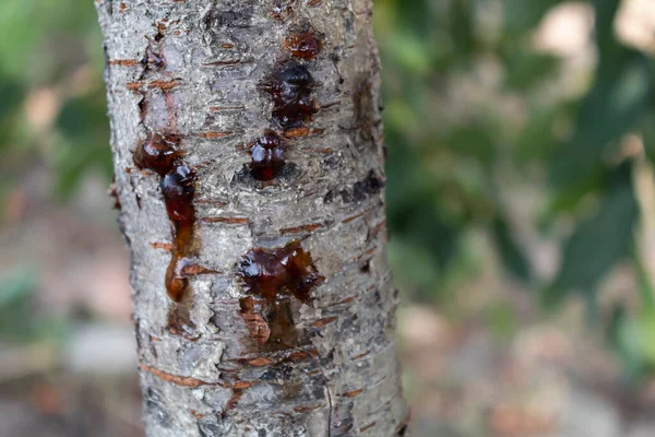受真菌病影响的樱桃树干上的糖分 — 图库照片