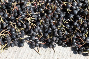 Arka planda, kan basıncını düşüren kuru böğürtlenler var..