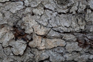 Arka plan, doku. Eski bir ağacın yapısal kabuğu.