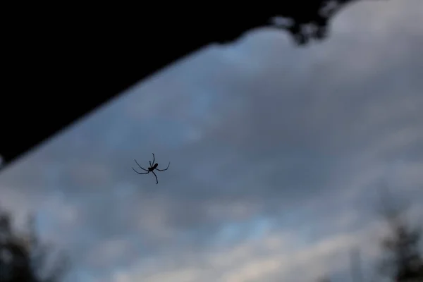 Black Spider Descends Web Canopy Porch — Stock Photo, Image