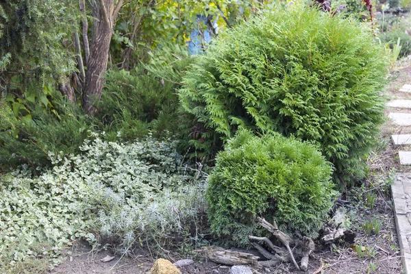 夏日花园的一角 两个球状的Thuja生长 一条由不同的桉树 薰衣草和杜松子花组成的地毯 — 图库照片