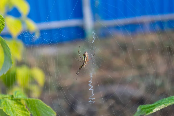 Pók Miután Elvesztette Két Lábát Szétterítette Hálóját Málna Ágai Között — Stock Fotó
