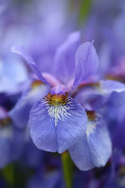 Голубые Цветы Сибирской Радужки Iris Sibirica — стоковое фото