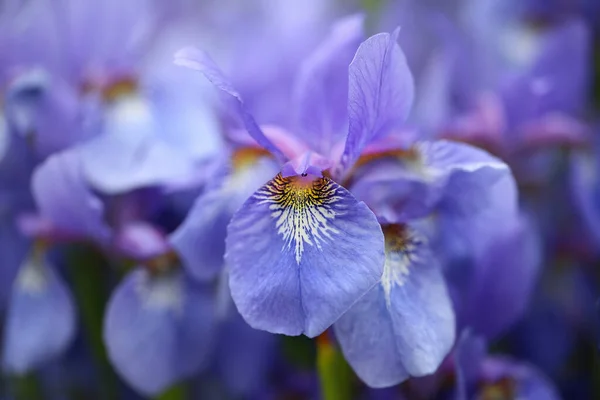 Lichtblauwe Bloemen Van Siberische Iris Iris Sibirica — Stockfoto