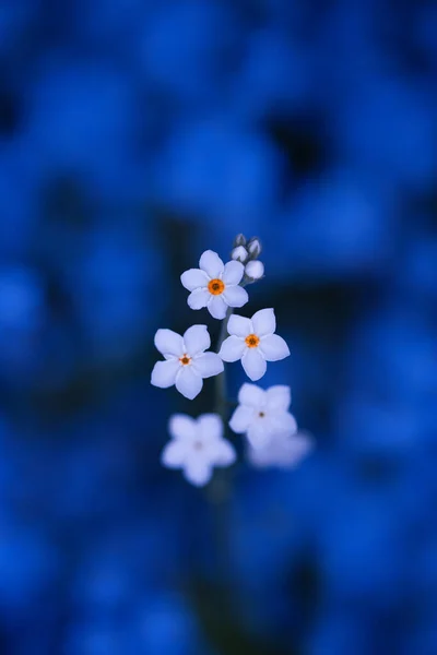 Vit Glömma Mig Inte Blomma Suddig Blå Blommig Bakgrund — Stockfoto