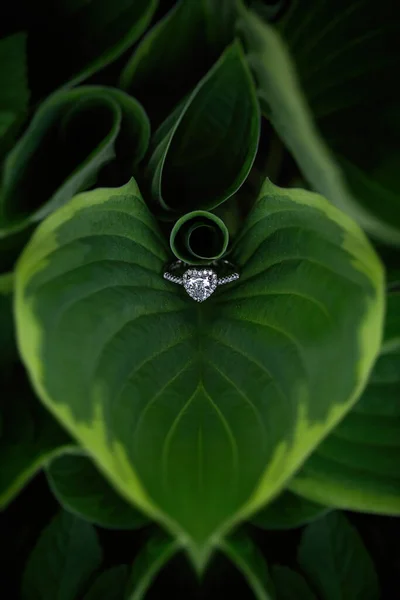 Біле Золоте Кільце Заручин Діамантом Формі Серця Лежить Зеленому Листі — стокове фото