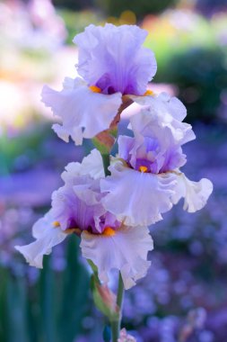 Bulanık bir bahçe arka planında lüks bir çiçek (