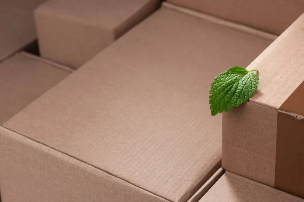 Fresh green leaf among cardboard boxes with copy space — Stock Photo, Image