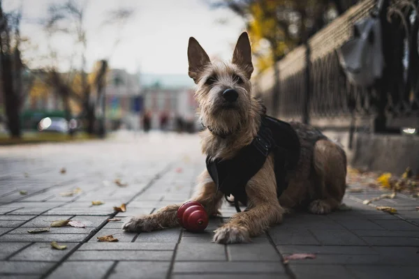 Portrait of a dog in a harness. Dog lies on the sidewalk