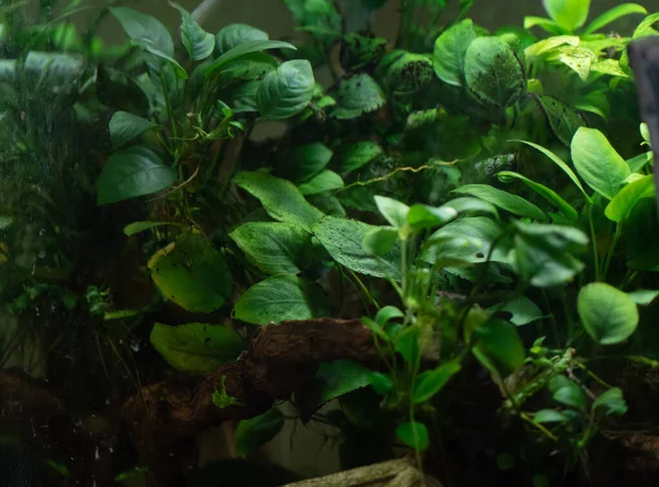 Beautiful corporate aquarium with live plants at the exhibition