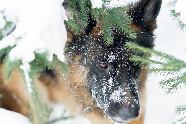 Portrait of a German Shepherd in the Spruce Forest. Portrait of a dog close-up on the tree branches. Beautiful shepherd walking in the winter in the forest.