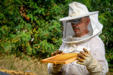 Arıcı Koloniyi Kontrol Ediyor ve Koruyucu Üniformalı Arılar