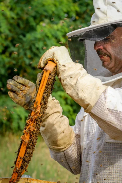 Beekeeper Controlling Colony Bees Protective Uniform — Stock Photo, Image