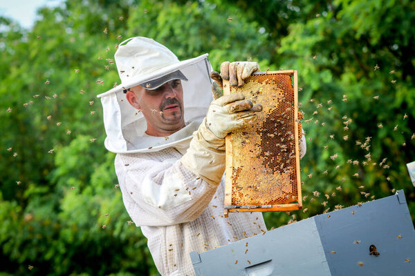 Beekeeper Controlling Colony And Bees In Protective Uniform