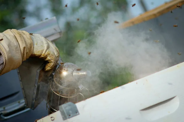 Beekeeper Controlling Colony Bees Protective Uniform — Stock Photo, Image