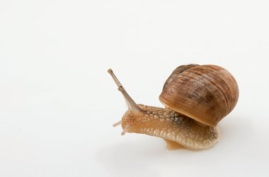 Beyaz arka planda sürünen salyangoz.